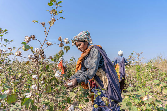 Cotton picker in India