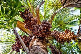 Buriti Palm 